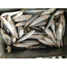 Frische Meeresfrüchte Gefrorene Sardinenfische